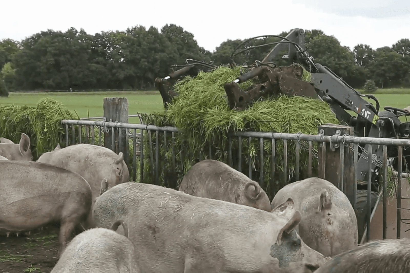 Dragende zeugen presteren goed met vers gras - Foto: Jan Willem Schouten