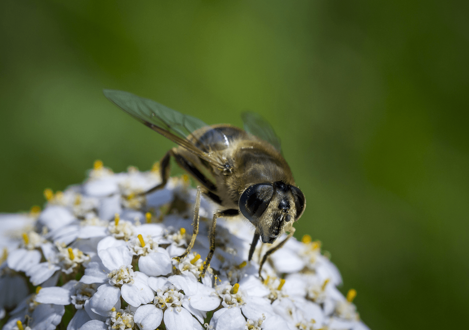 Zijn neonicotinoïden nu wel of niet schadelijk voor bijen? Een eenduidig antwoord is er niet. Foto: ANP