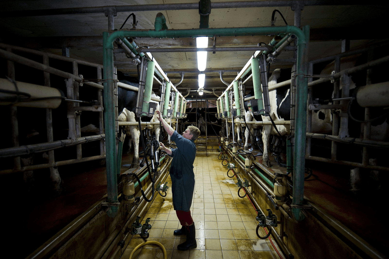 Tot 24 cent voor reductie melkproductie Frankrijk - Foto: ANP