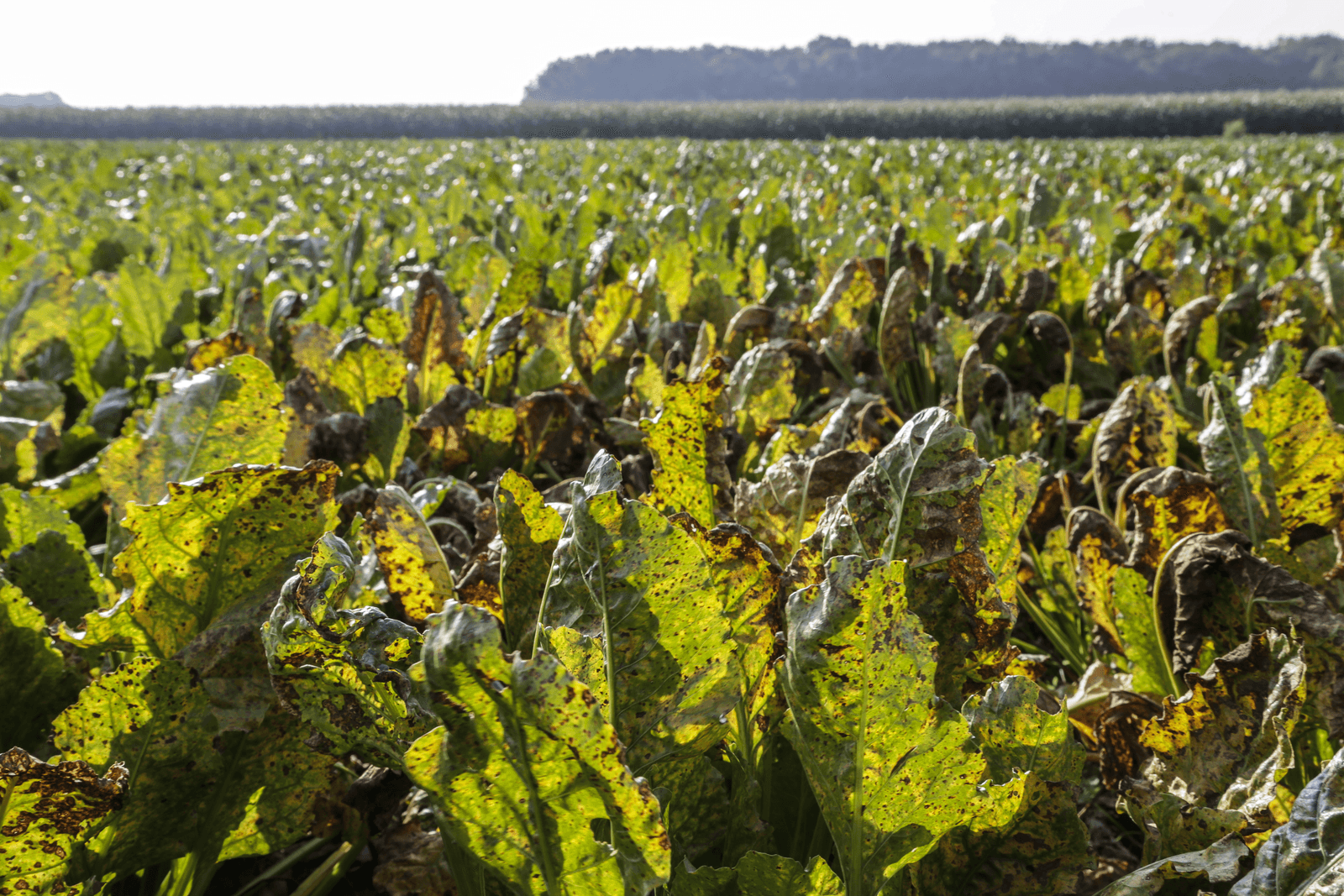 Door bladschimmels aangetast bietenblad. Een aantasting gaat ten koste van de opbrengst. Foto: Jan Willem van Vliet
