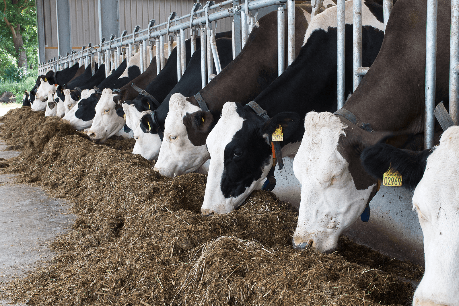 Grondgebonden en biologisch bedrijf ook gekort op fosfaatrechten - Foto: Ronald Hissink
