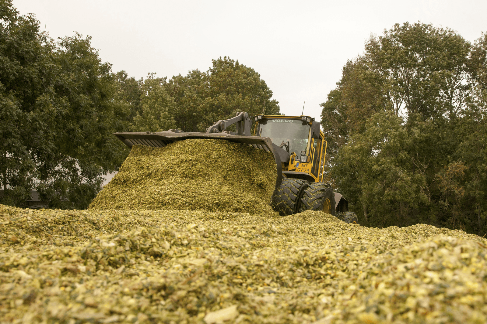 Oogst van snijmais, oktober 2015. <br /><em>Foto: Koos van der Spek</em>