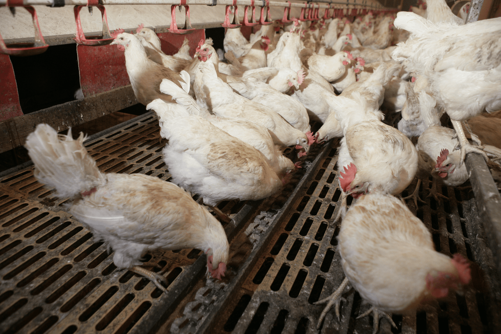 Waak met warme weer voor leververvetting kippen - Foto: Jan Willem Schouten