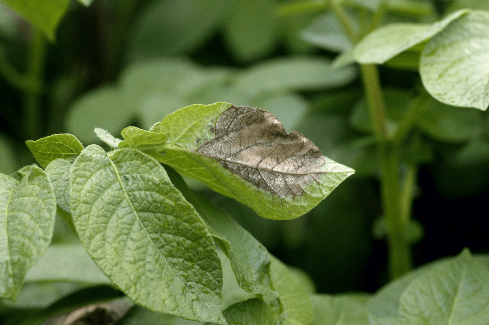 Veredeling inzetten in strijd tegen phytophthora - Foto: Hans Prinsen