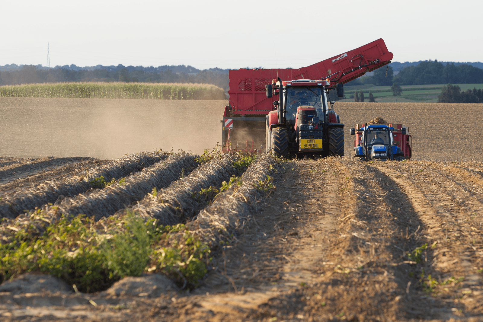 Franse aardappeloogst hoger - Foto: Peter Roek