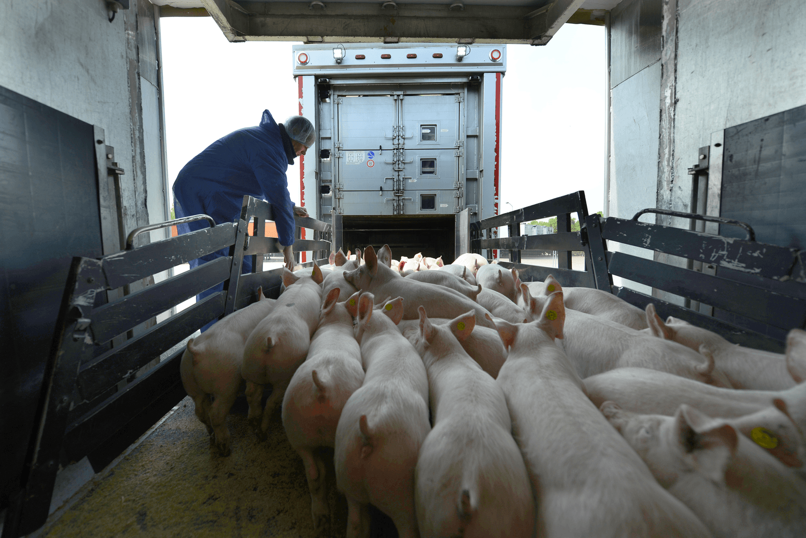 Er zit veel ruimte tussen de ¬ 267 boerentarief die de NVWA vraagt en een brutoloon van ¬ 56 voor de dierenarts die de klepkeuring daadwerkelijk uitvoert. <br /><em>Foto: Bert Jansen</em>
