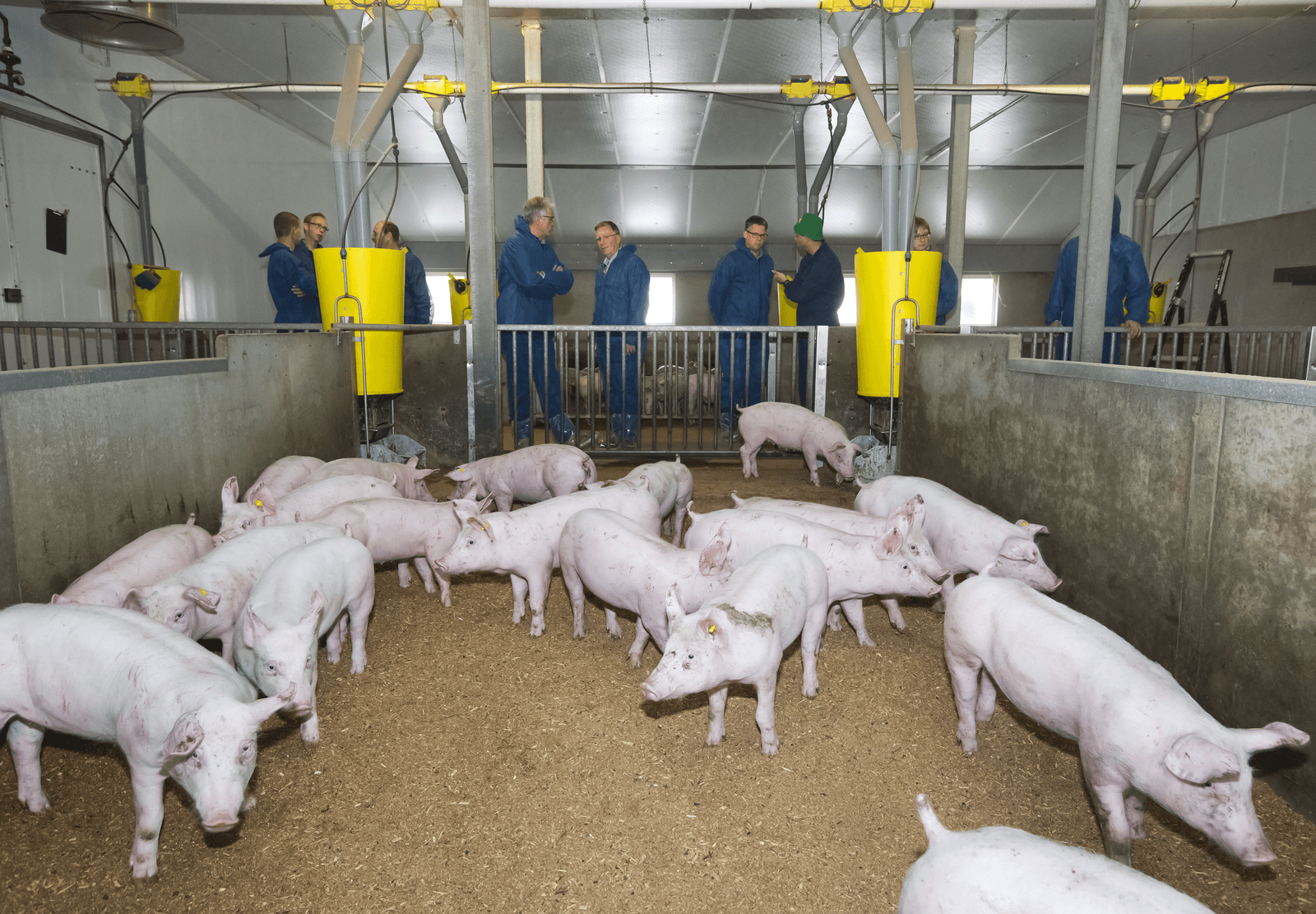 Wroetvarkens liggen in een dik bed van houtkrullen - Foto: Ruud Ploeg