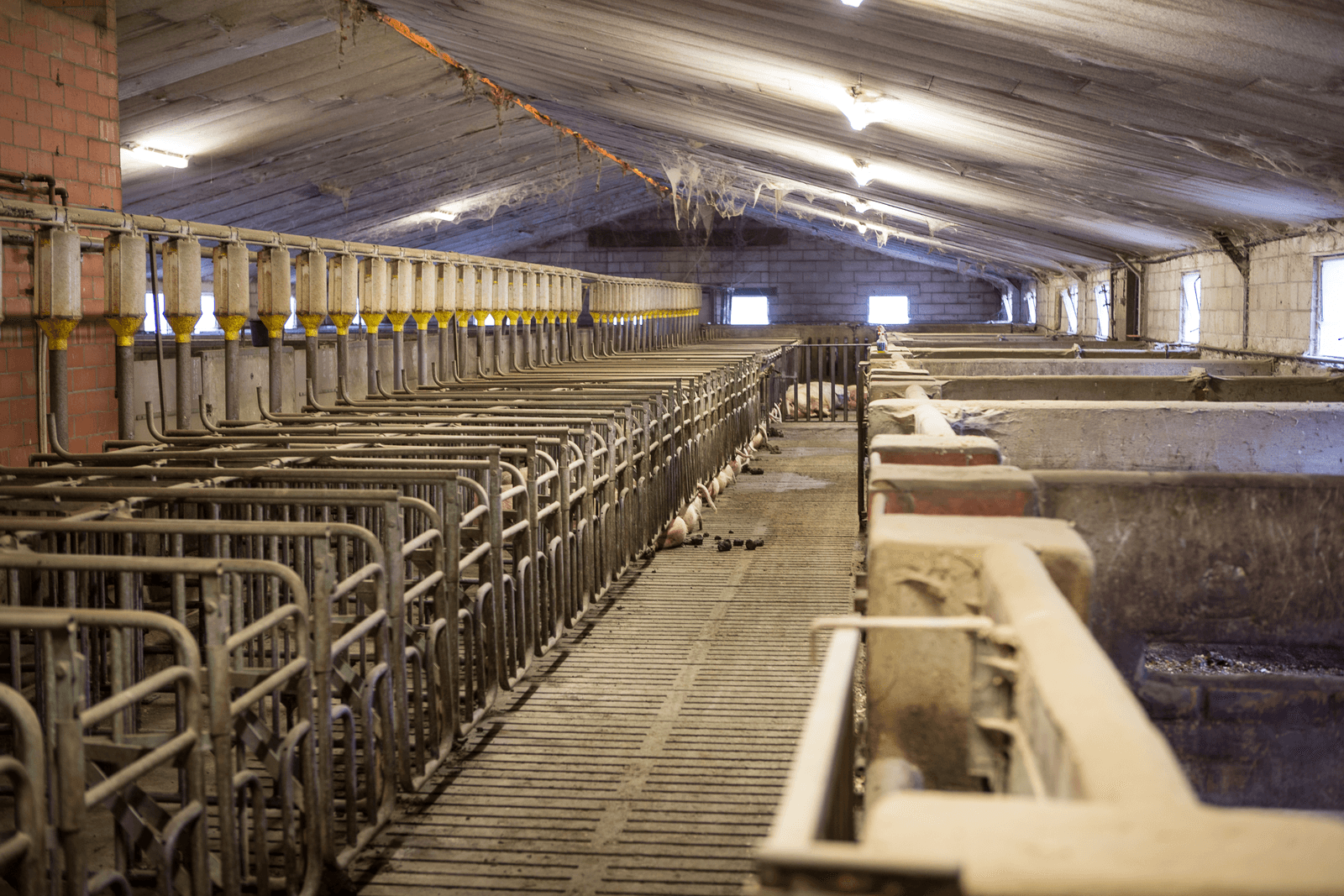 Son en Breugel behandelt voorlopig geen vergunningaanvragen varkens- en pluimveebedrijven - Foto: Peter Roek