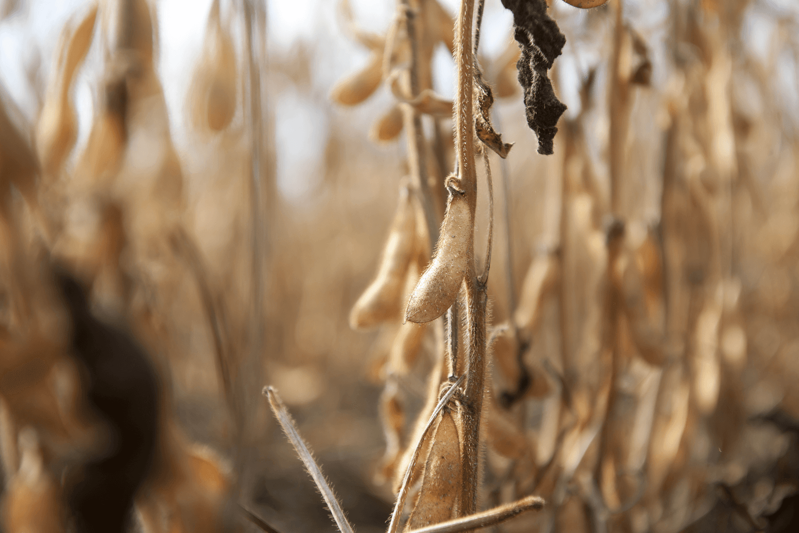 China wil teelt transgene soja stimuleren - Foto: Mark Pasveer