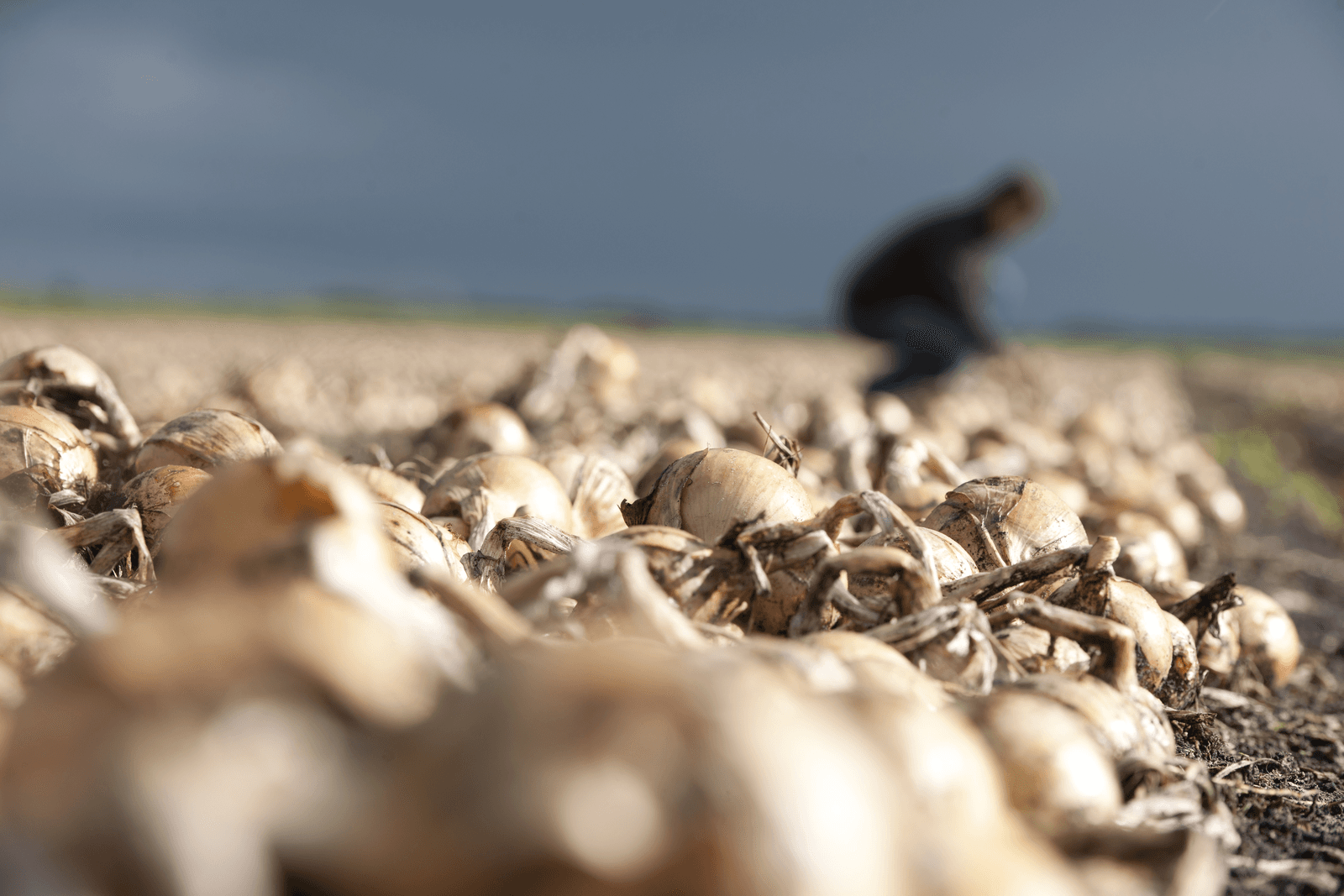 Eerste notering zaaiuien Goes ¬ 13,50 per 100 kilo - Foto: Mark Pasveer