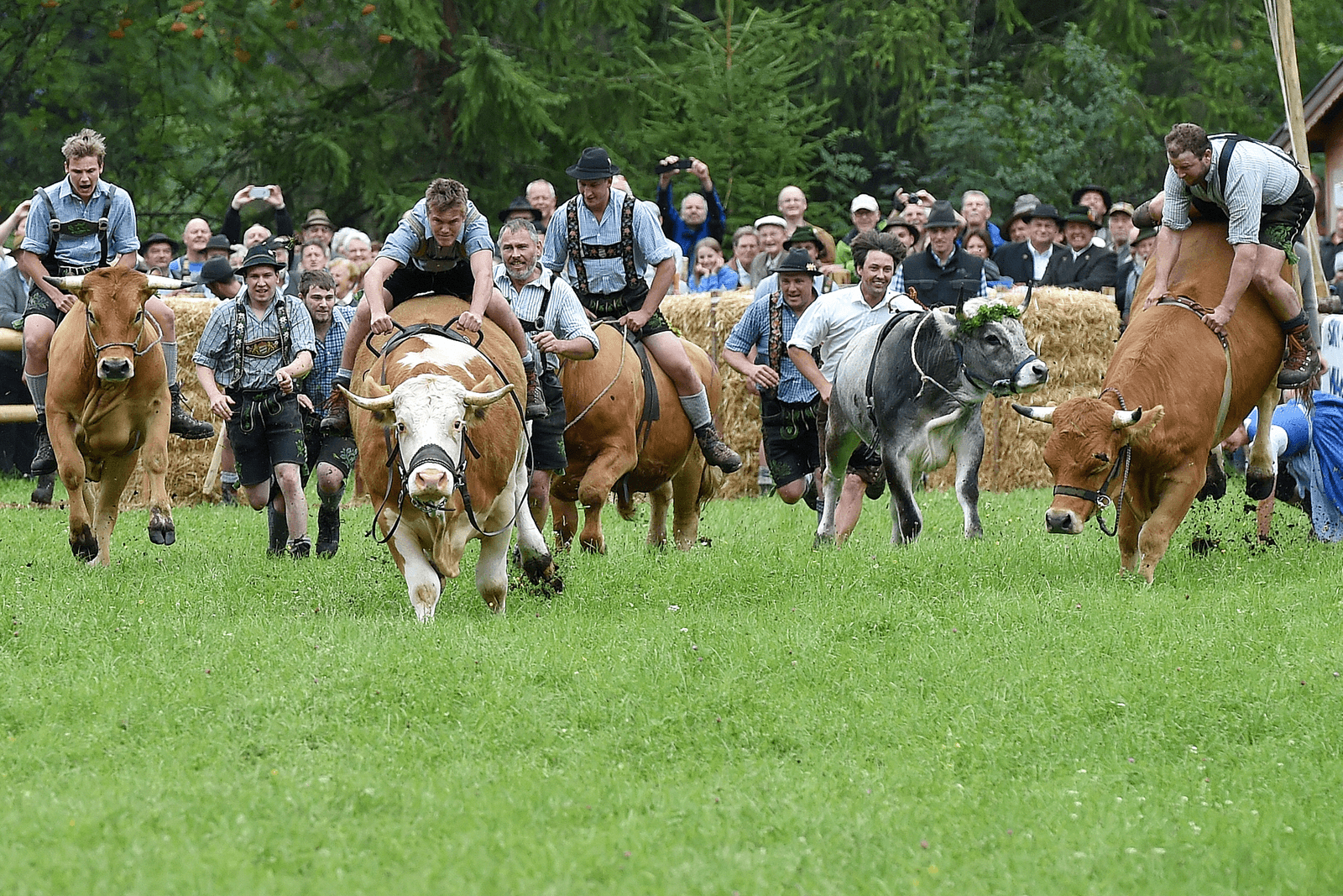 Rodeo op een Beierse alp en oogsten in het donker - Foto: ANP