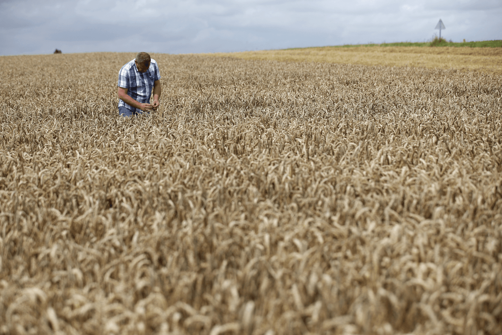 Frankrijk - Een Franse graanteler inspecteert zijn tarwe in het Noord-Franse Bantouzelle. De oogst is mager dit jaar, als gevolg van de natte zomer. Ook in andere Europese graangebieden wordt de graanoogst naar schatting tientallen procenten kleiner dan vorig jaar. Foto: Reuters