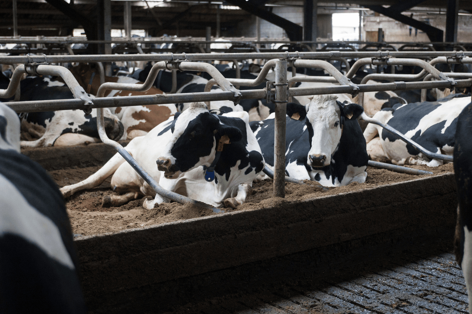 Noodrem melkveehouderij is er al - Foto: Ronald Hissink