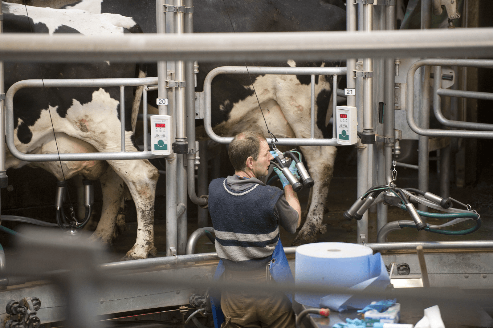 Melkveehouders melken gewoon door - Foto: Mark Pasveer