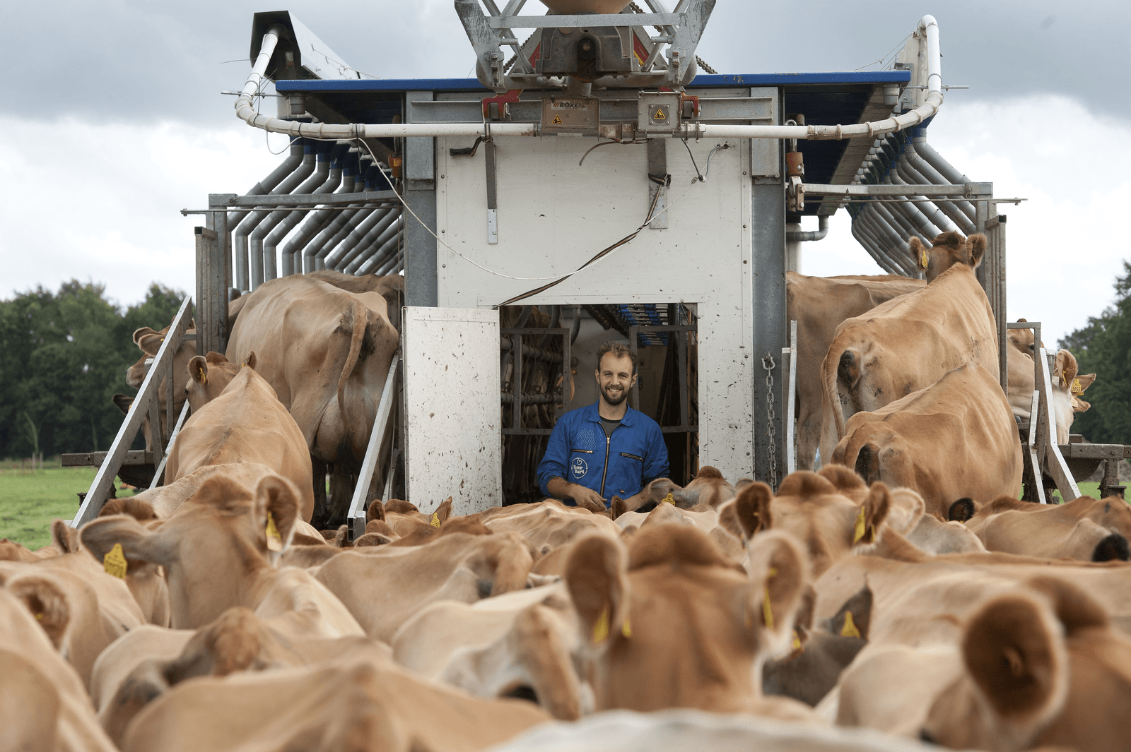 Koeien komen acht maanden niet in de stal - Foto: Mark Pasveer