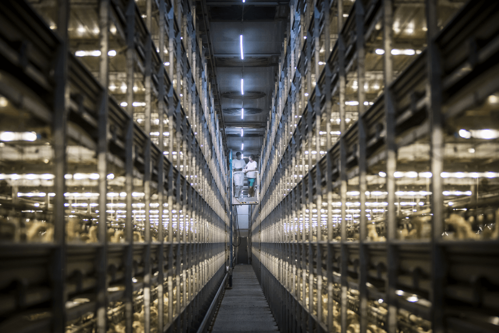 Vertrouwen pluimveehouders gedaald, maar hoog - Foto: Bertil van Beek