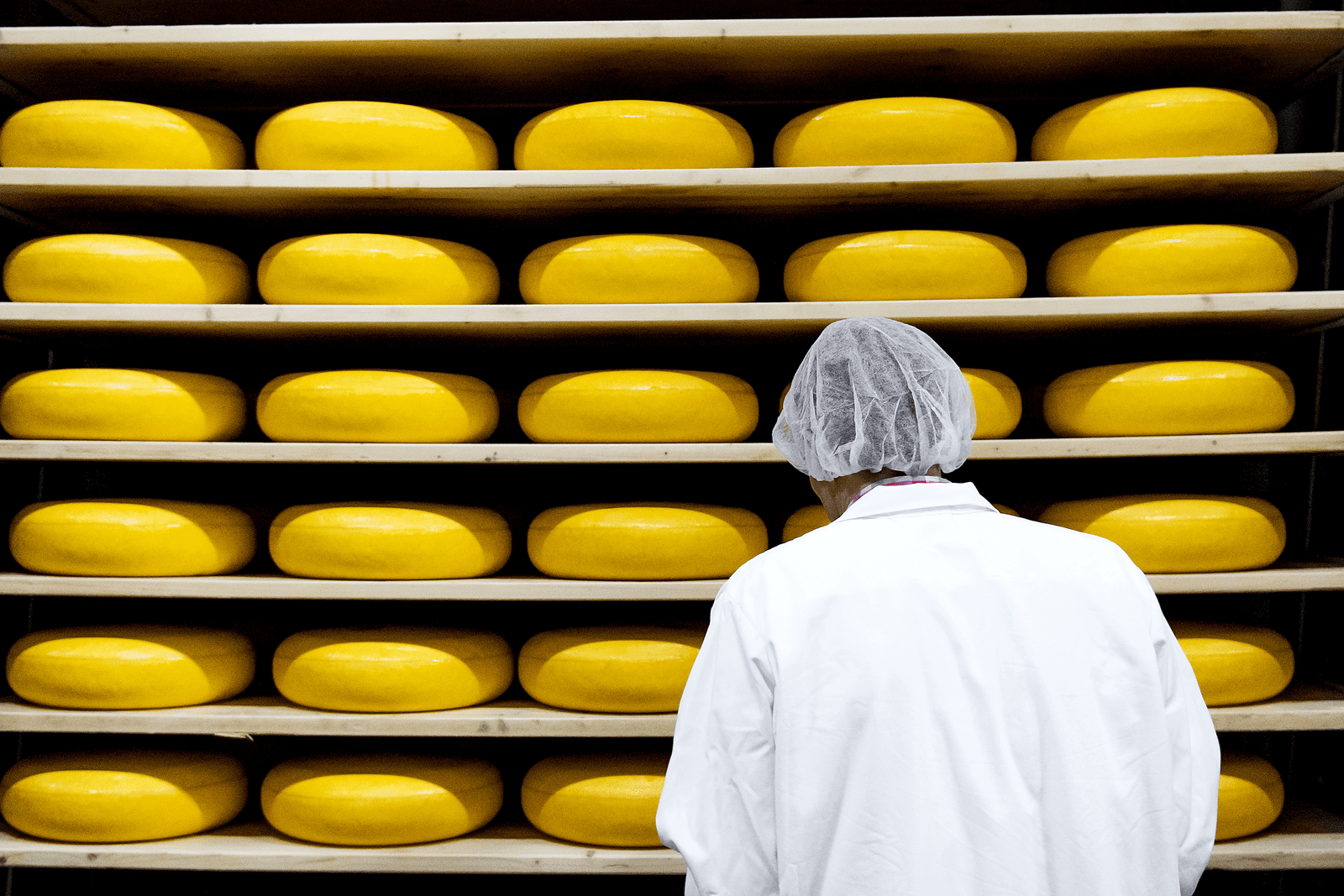 Kaas van FrieslandCampina gemaakt in Hoogeveen - Foto: ANP
