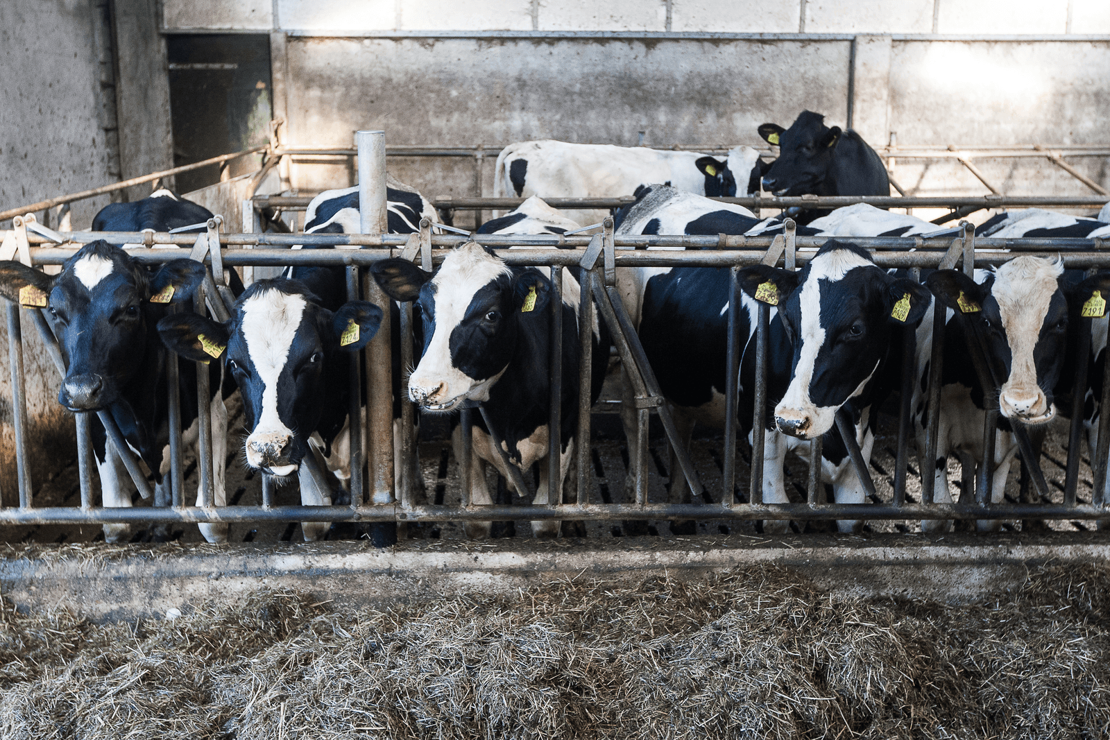 Netwerk Grondig wil tweesporenbeleid melkveehouderij - Foto: Ronald Hissink