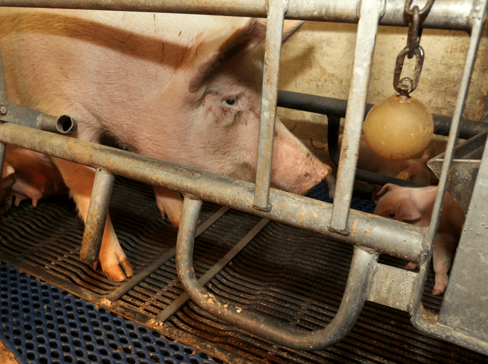 Amerikaanse consumenten willen zeugen uit de box - Foto: Peter Roek