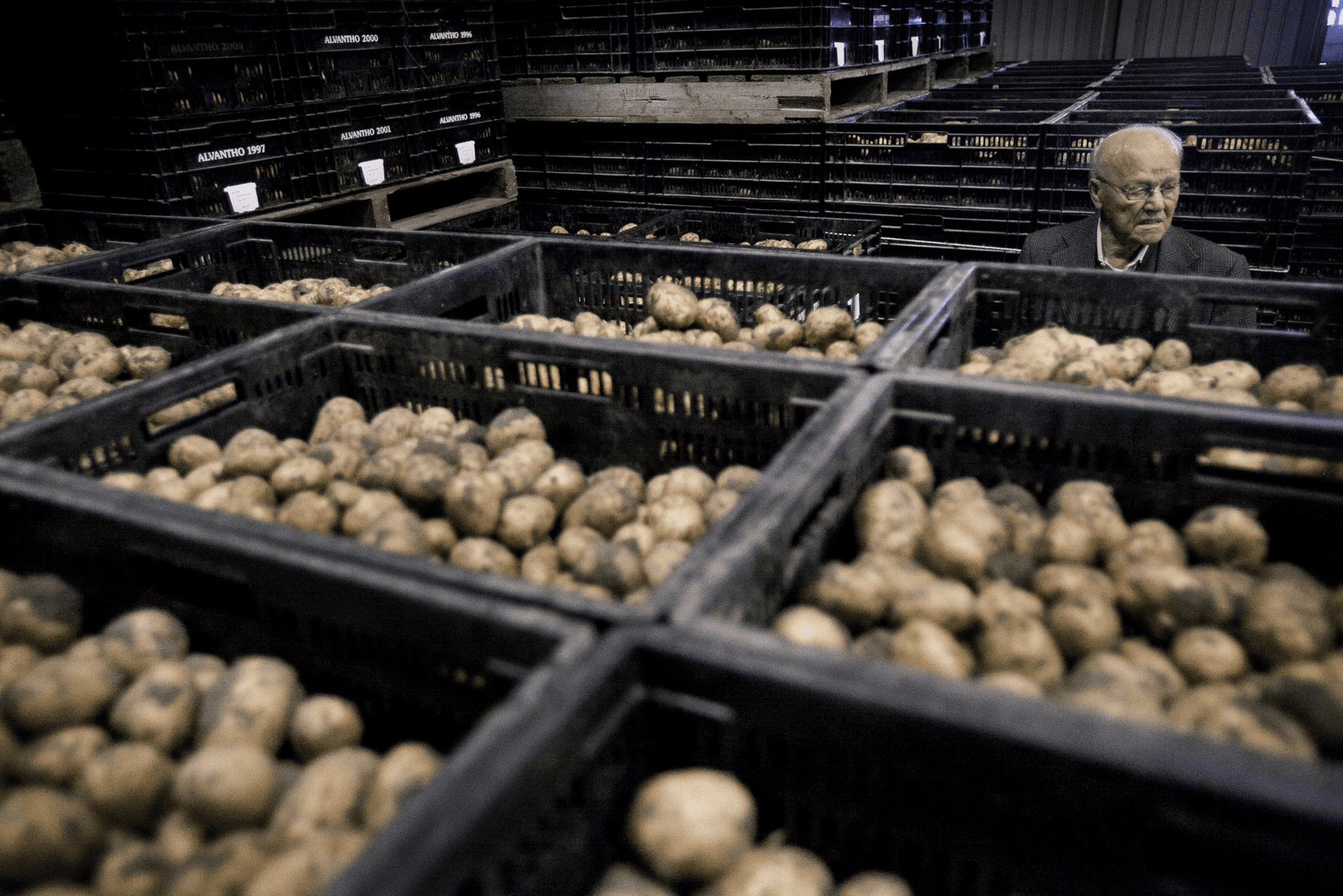 Industrie koopt tafelaardappelen via Alvantho - Foto: Roel Dijkstra