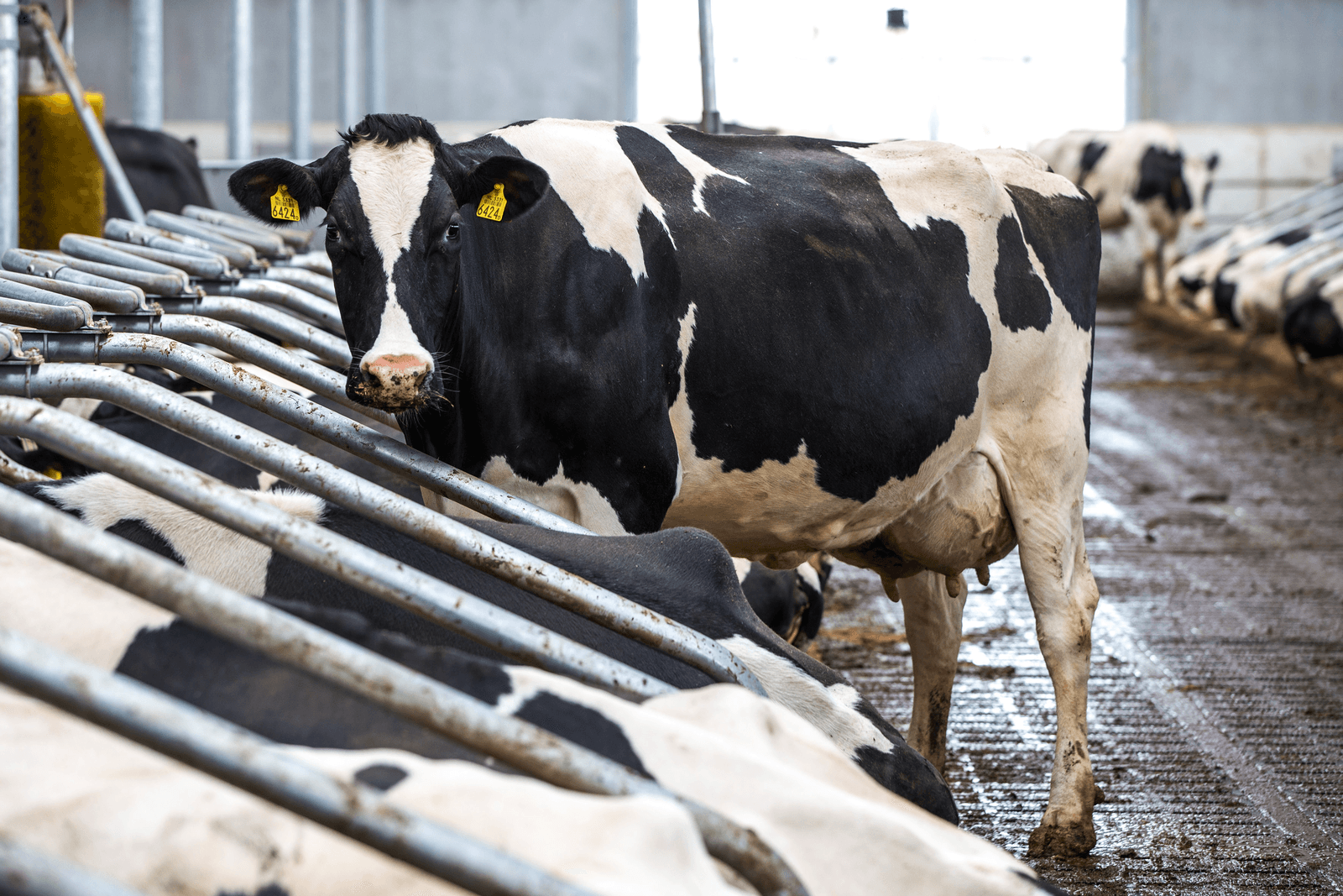 De regeringspartijen zijn (nog) niet enthousiast over het LTO-plan voor de melkveehouderij. <br /><em>Foto: Diederik van der Laan</em>
