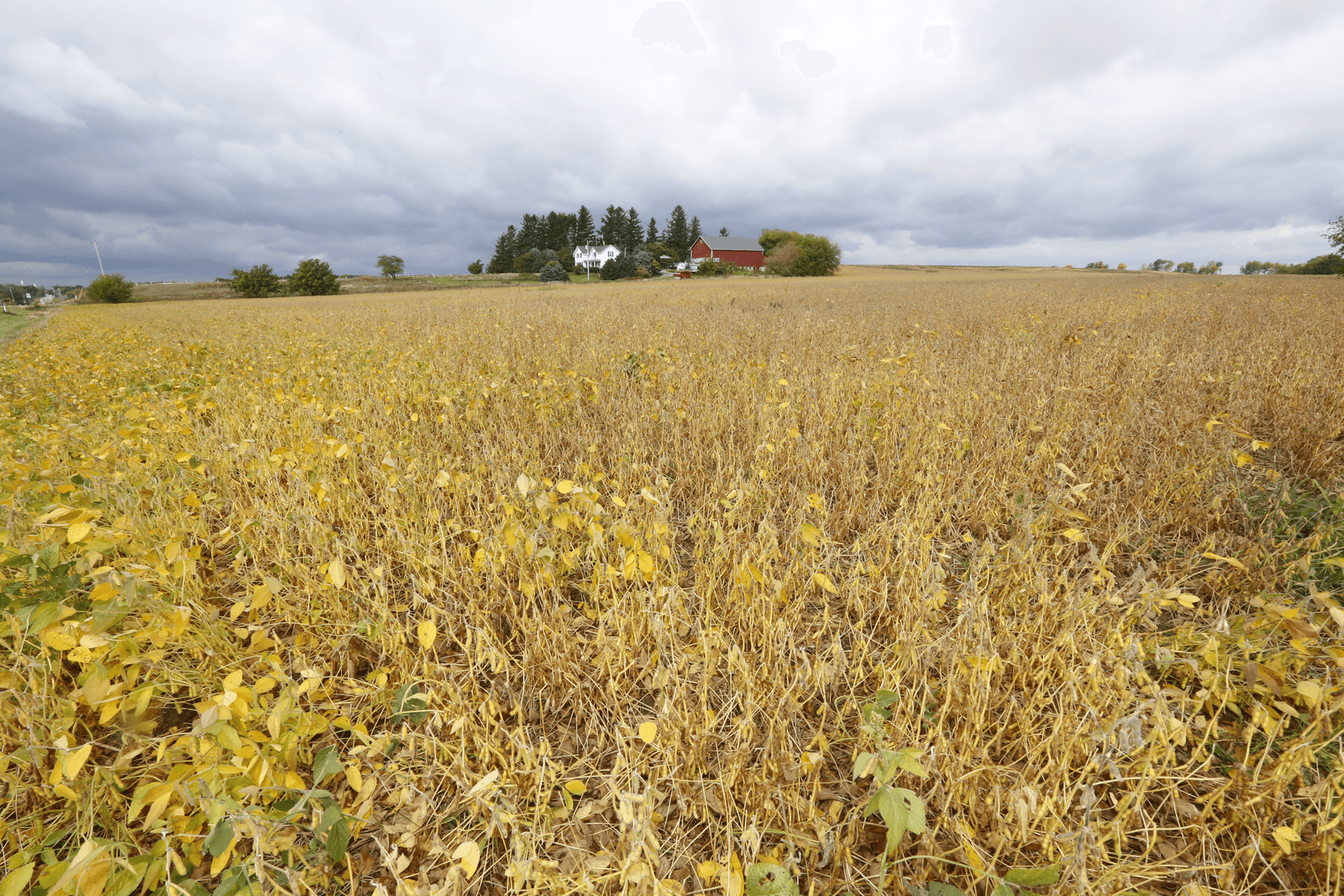 Illegaal onkruidmiddel gebruikt in Monsanto-soja VS - Foto: Henk Riswick