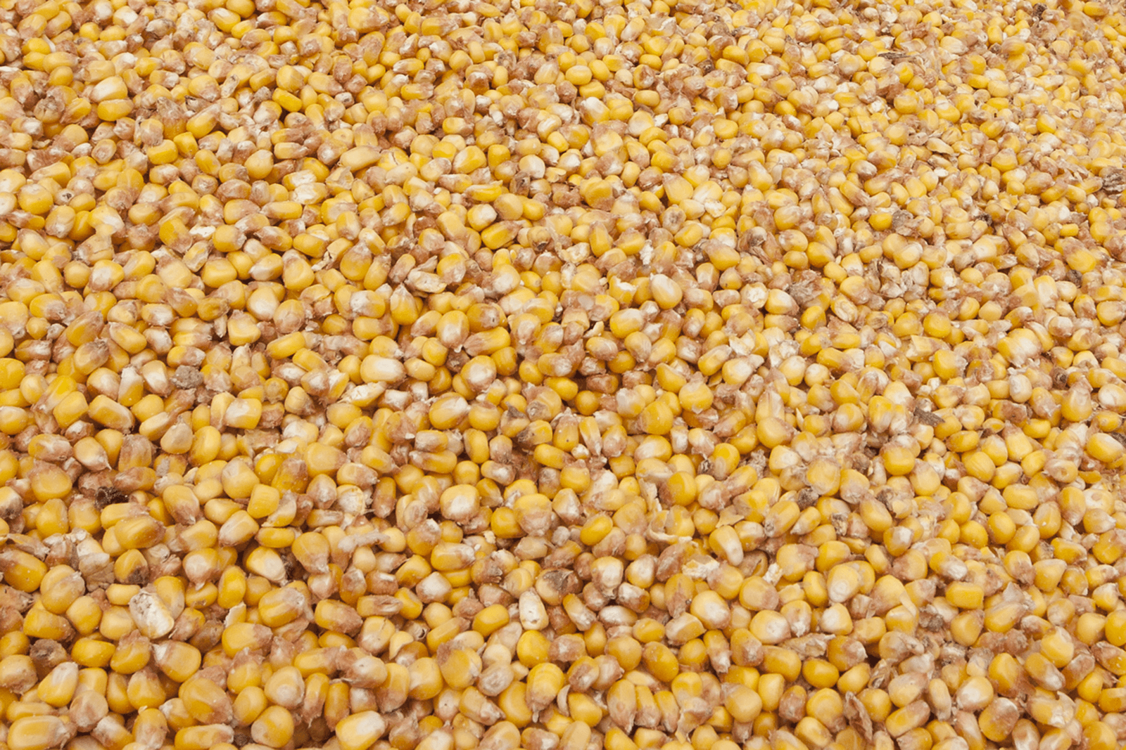 Mais is waarschijnlijk de bron van aflatoxine geweest. - Foto: Hans Banus