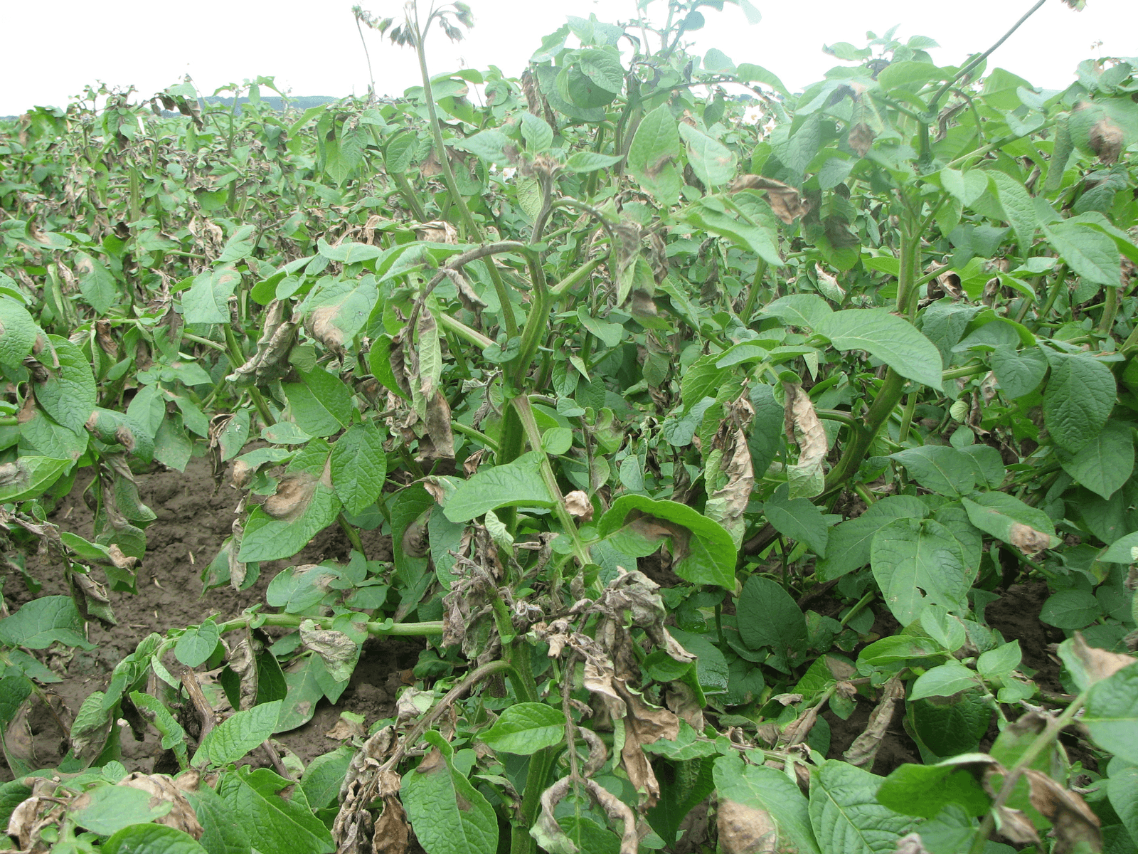Infectiekans phytopthora neemt af - Foto: RBI