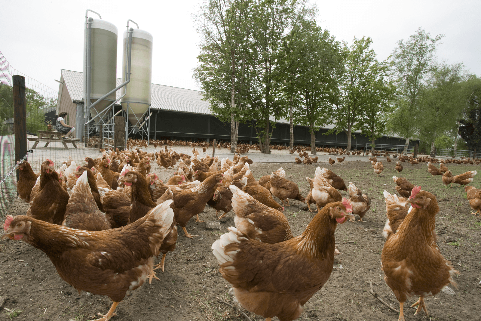 Veel meer biologische leghennen in de EU - Foto: Koos Groenewold