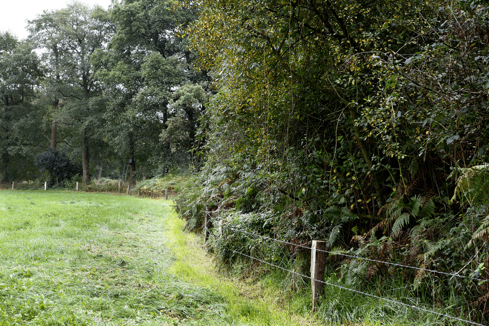 Steeds meer bomen op landbouwgrond - Foto: Hans Prinsen