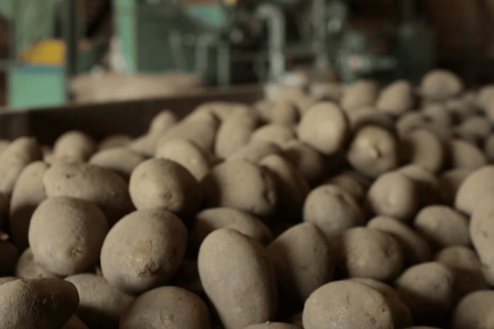 Drie aardappelspecialisten over aardappelpool oogst 2015 - Foto: Ton Kastermans