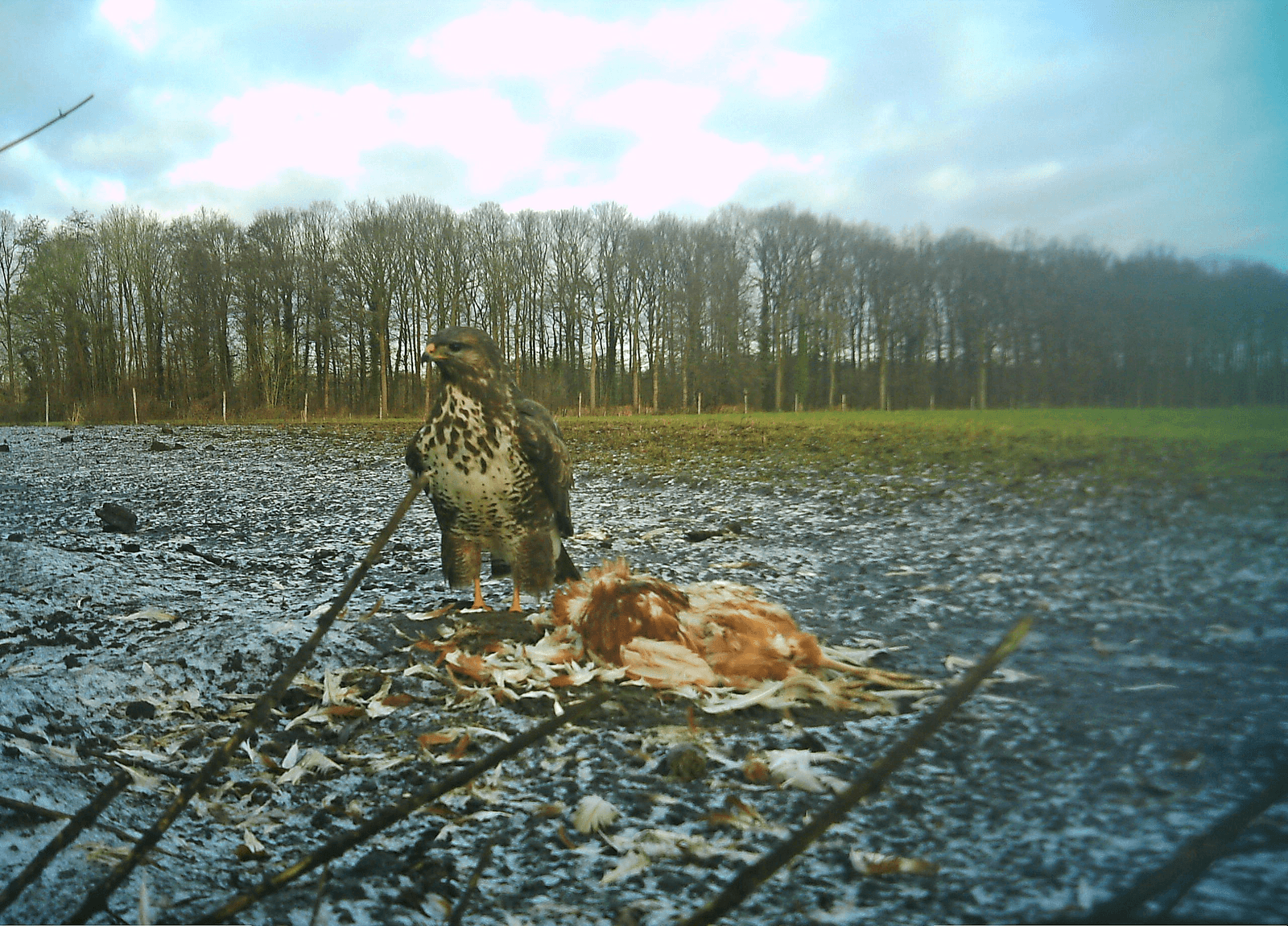 Enquête roofvogel in kippenuitloop tot 31 augustus