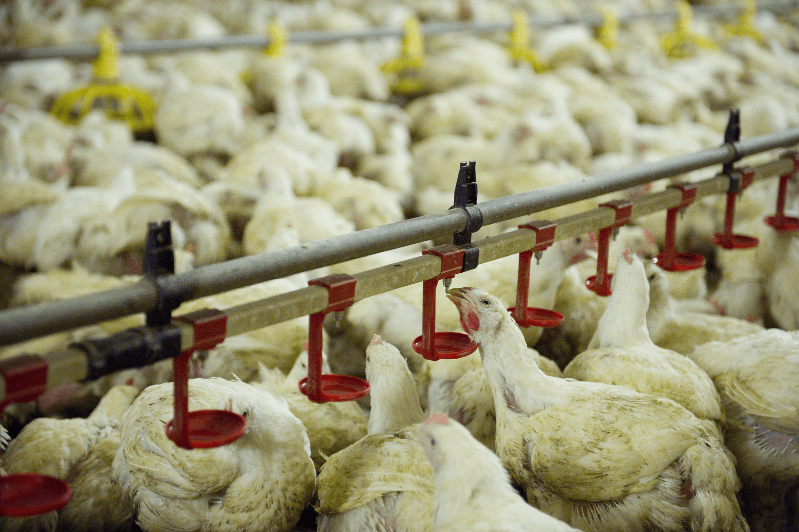 EU oordeelt niet over snelgroeiende kip Oekraïne - Foto: ANP