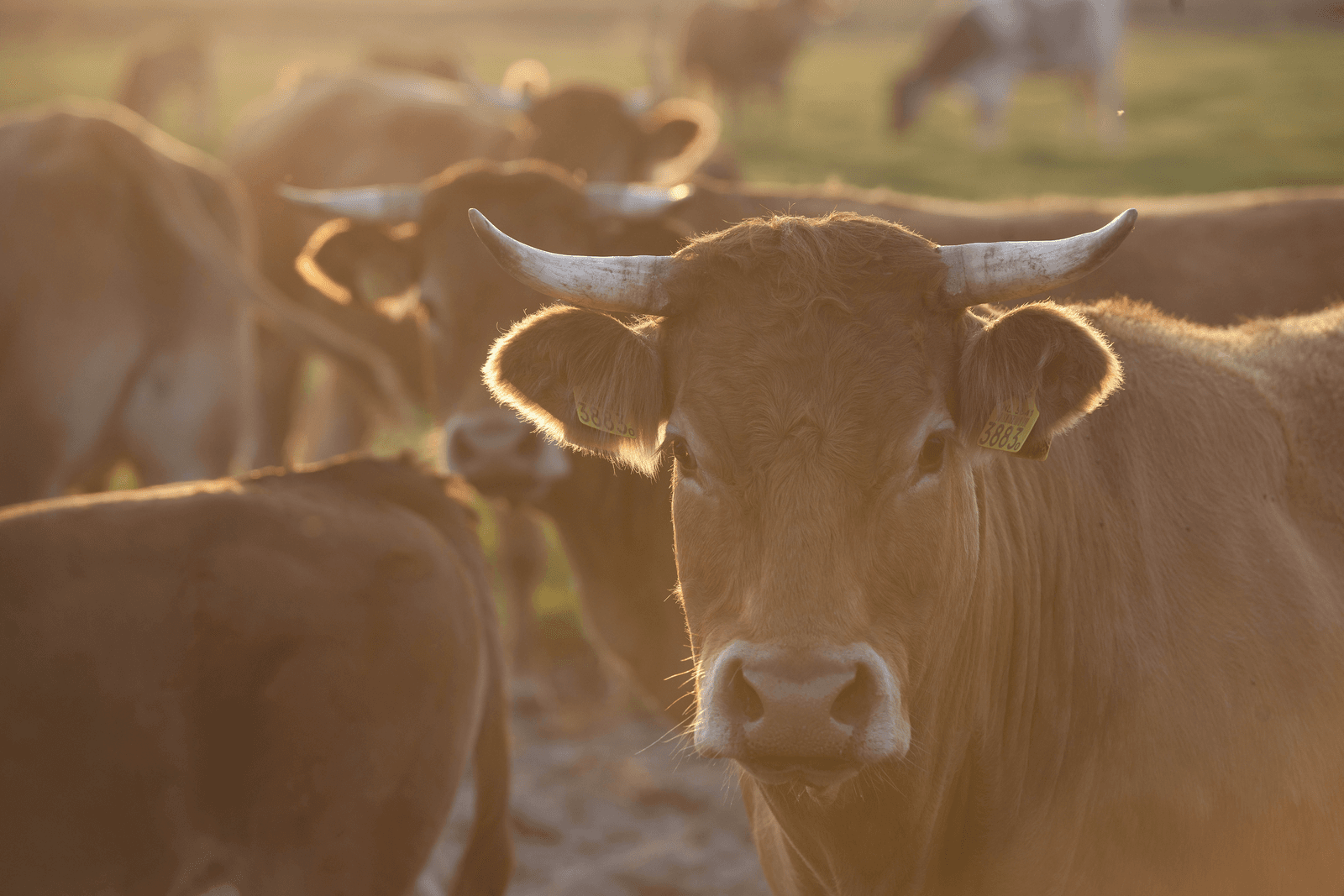 Labmedewerkers getraind voor lumpy skin disease - Foto: Mark Pasveer