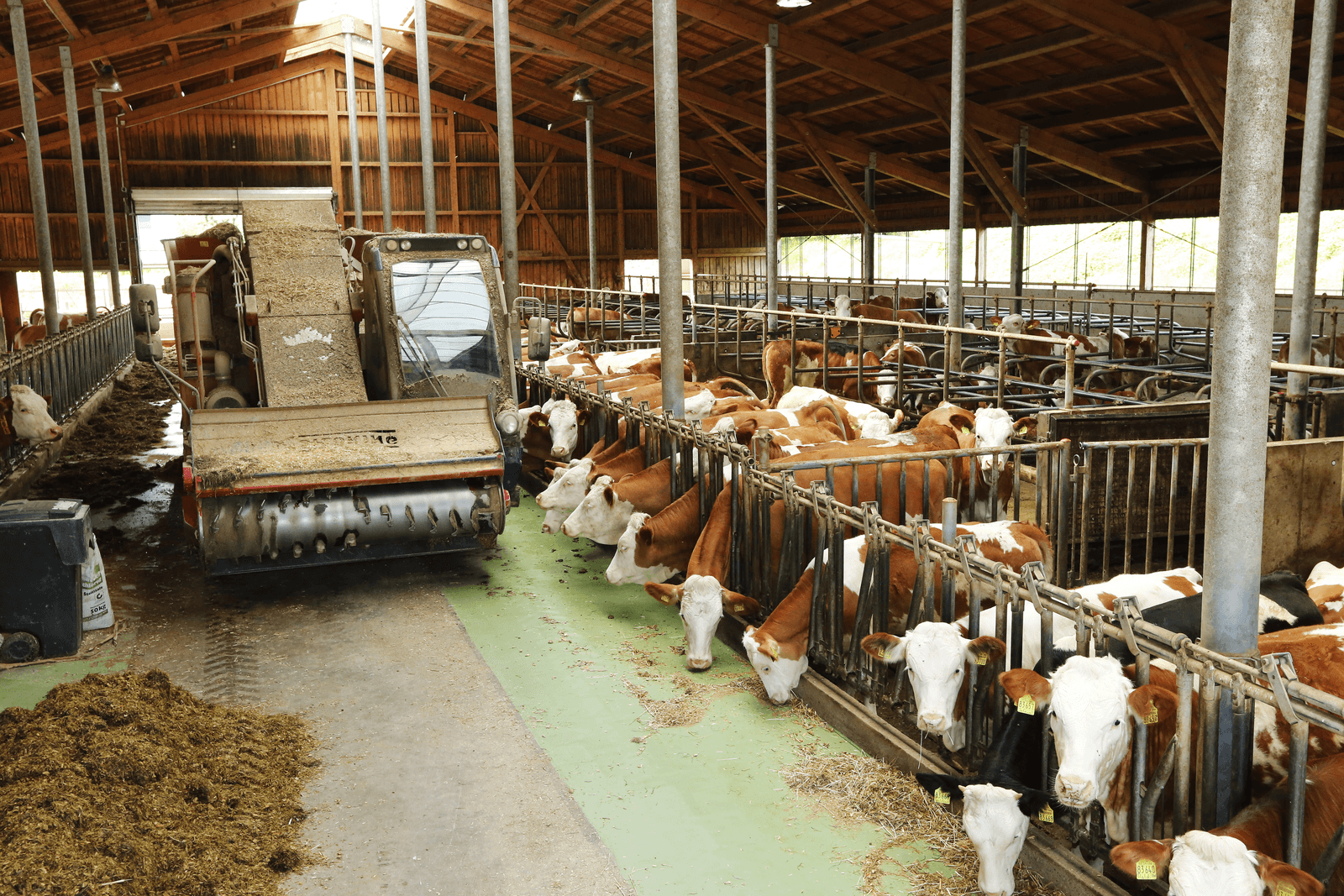 Fokvee en mestvergister stabiele factor bij wisselende melkprijs - Foto: Henk Riswick
