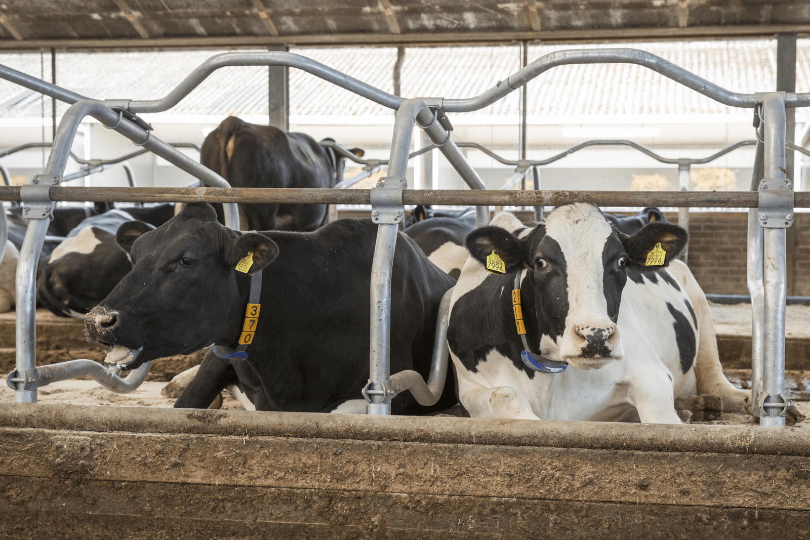 Rabobank: geen kredietproblemen melkveehouderij - Foto: Koos Groenewold