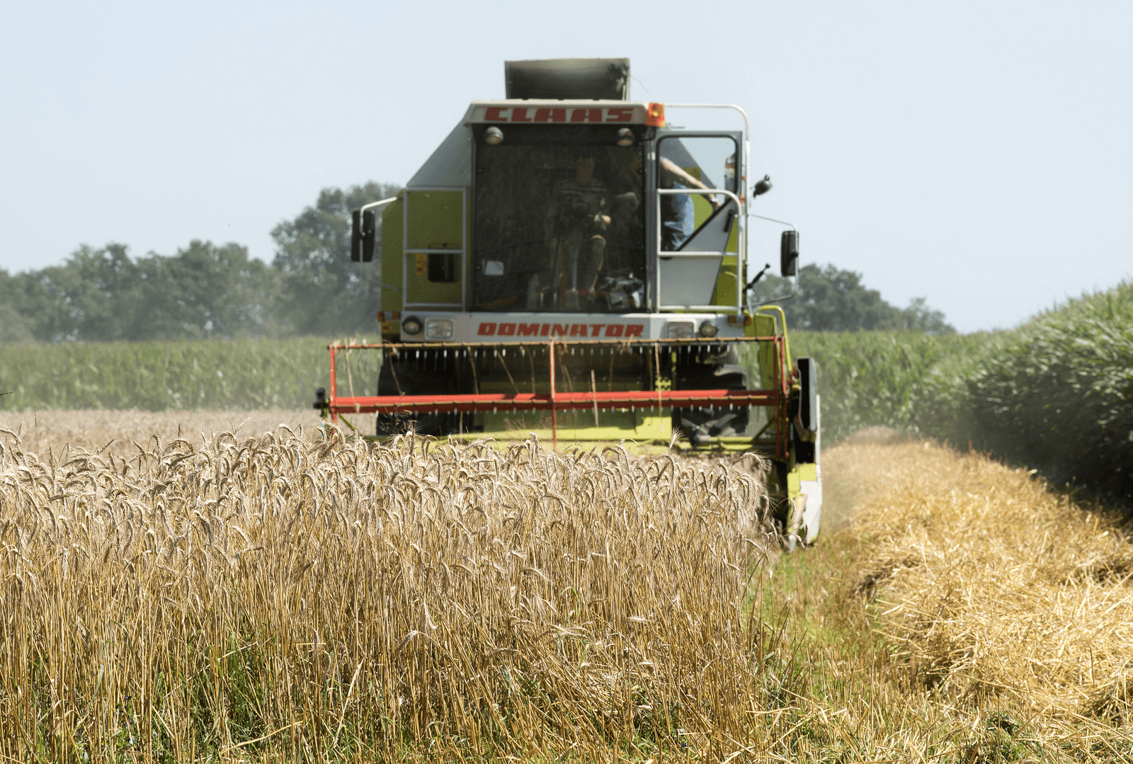 Hoe zuidelijker, hoe droger het gedorste graan - Foto: Carin Vos