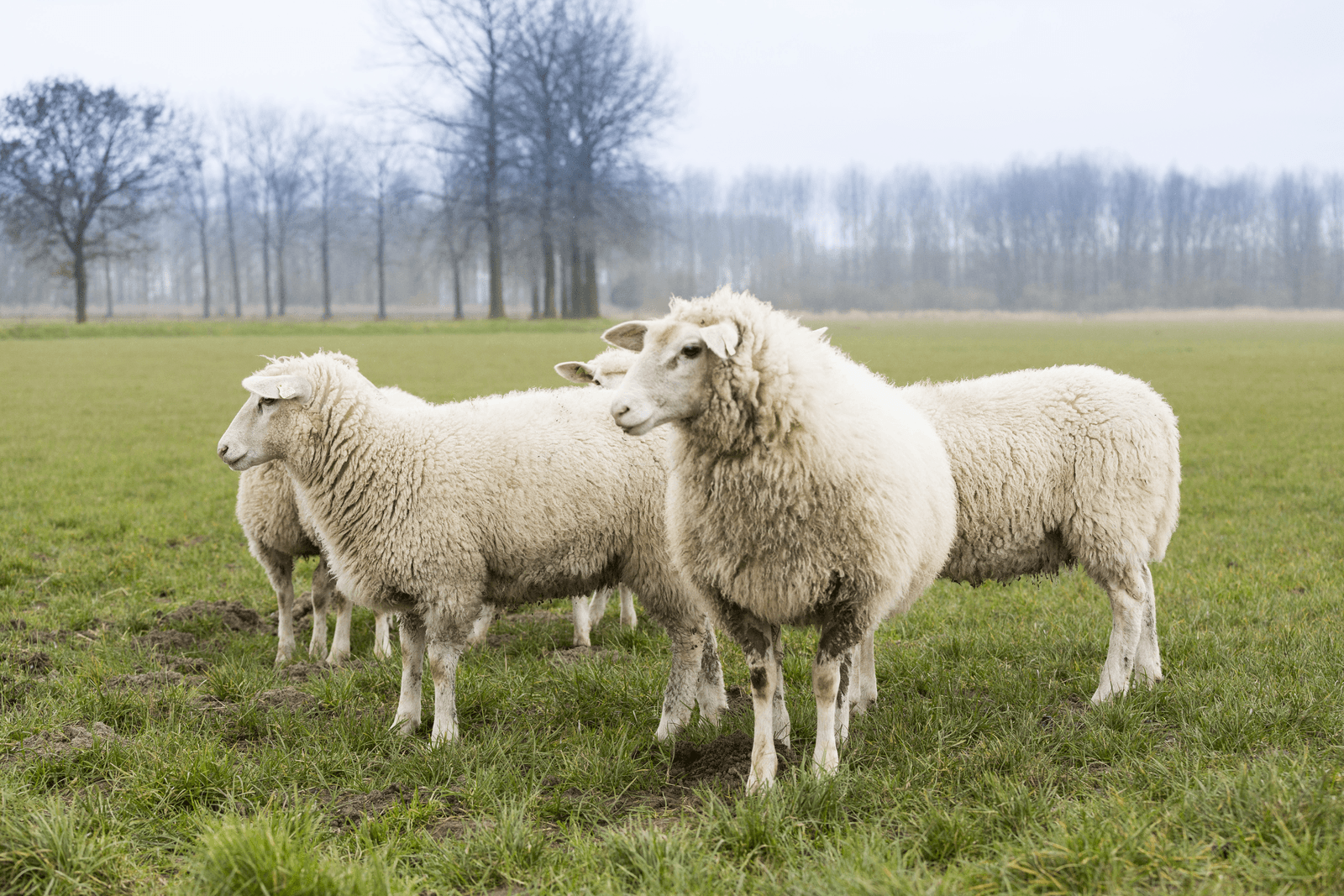 Efsa adviseert preventieve vaccinatie tegen lumpy skin - Foto: Bart Nijs