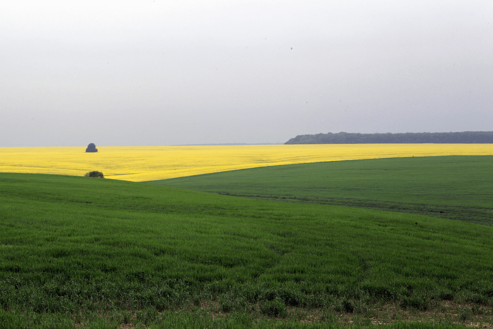 Export koolzaad van Oekraïne naar EU stort in - Foto: Henk Riswick