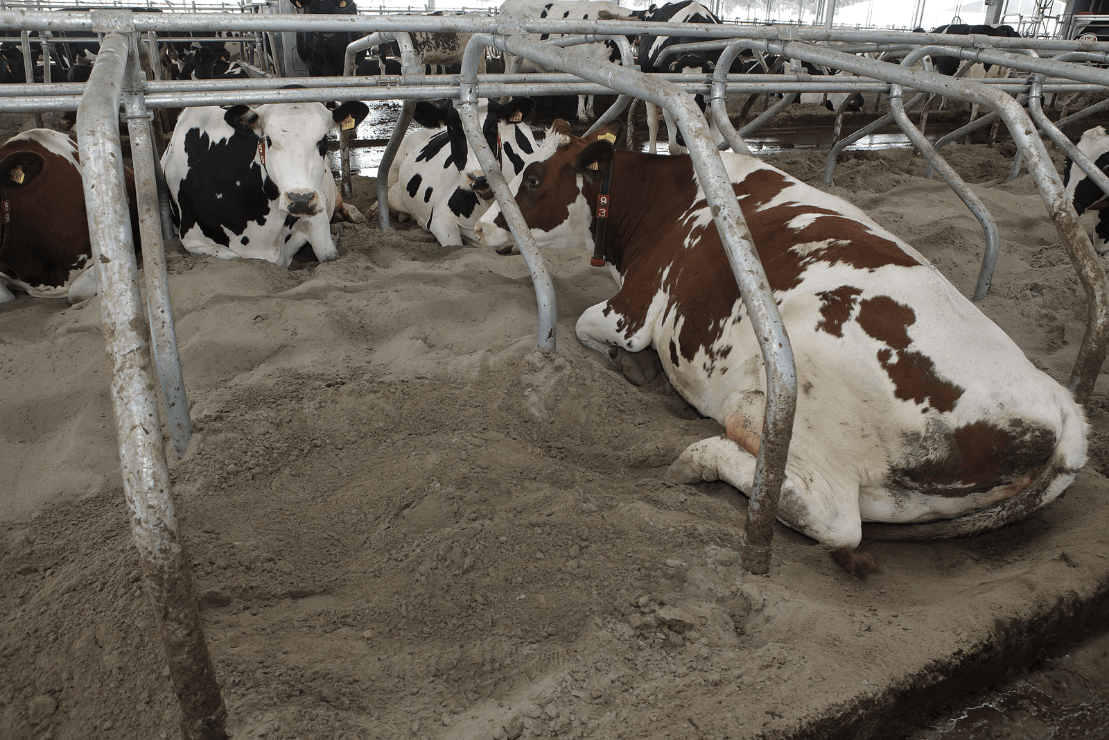 Laagste aantal mastitisverwekkers in nieuw zand - Foto: Hans Prinsen