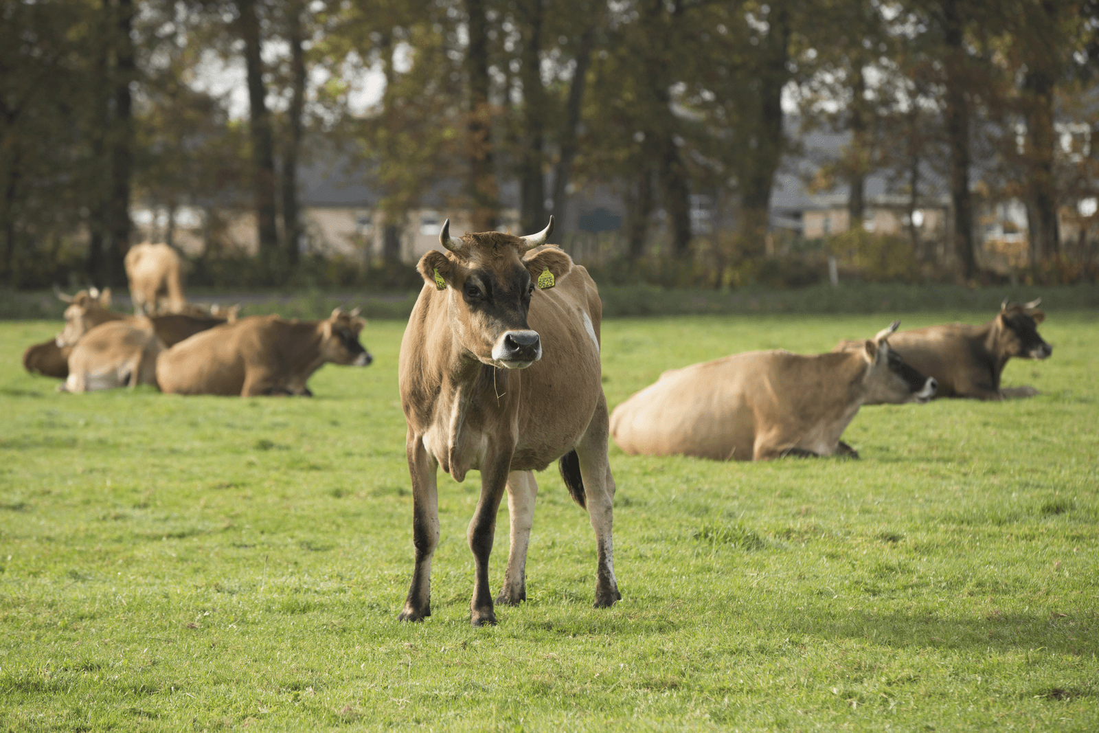 Koeien schrappen voor Nb-vergunning - Foto: Koos Groenewold