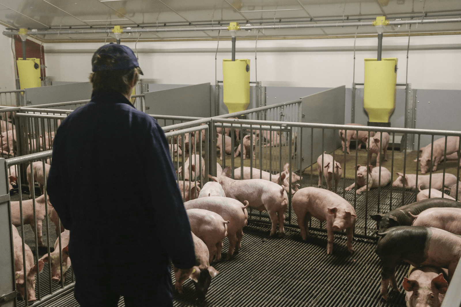 70% minder Deense varkenshouders in tien jaar - Foto: Jan Willem van Vliet
