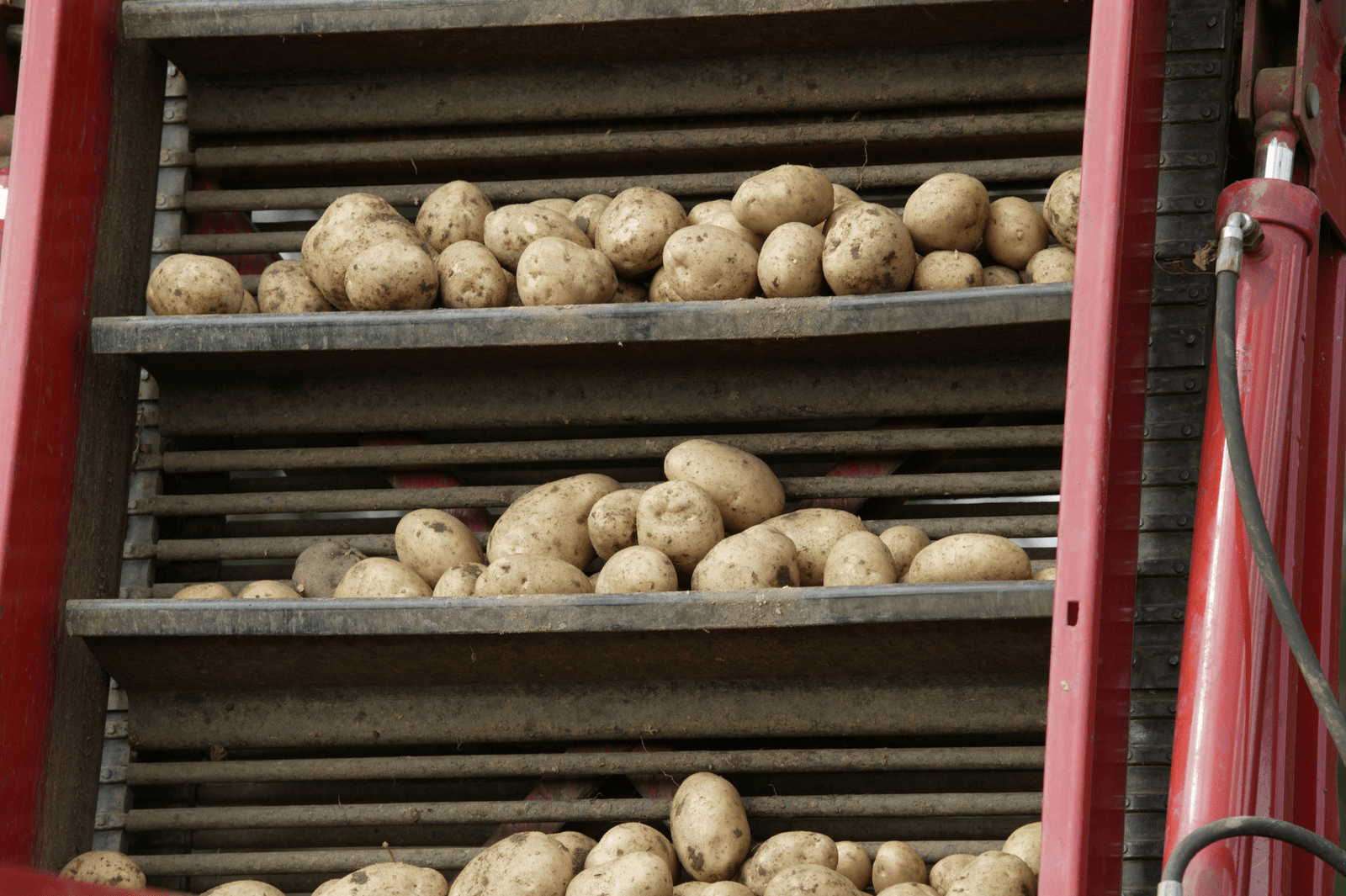 Britse aardappelprijs op record - Foto: Henk Riswick