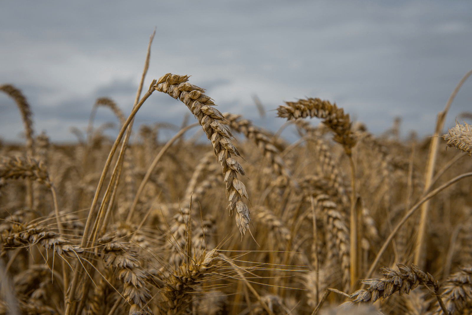 Geen nieuwe GMO-tarwe gevonden in Verenigde Staten - Foto: Peter Roek