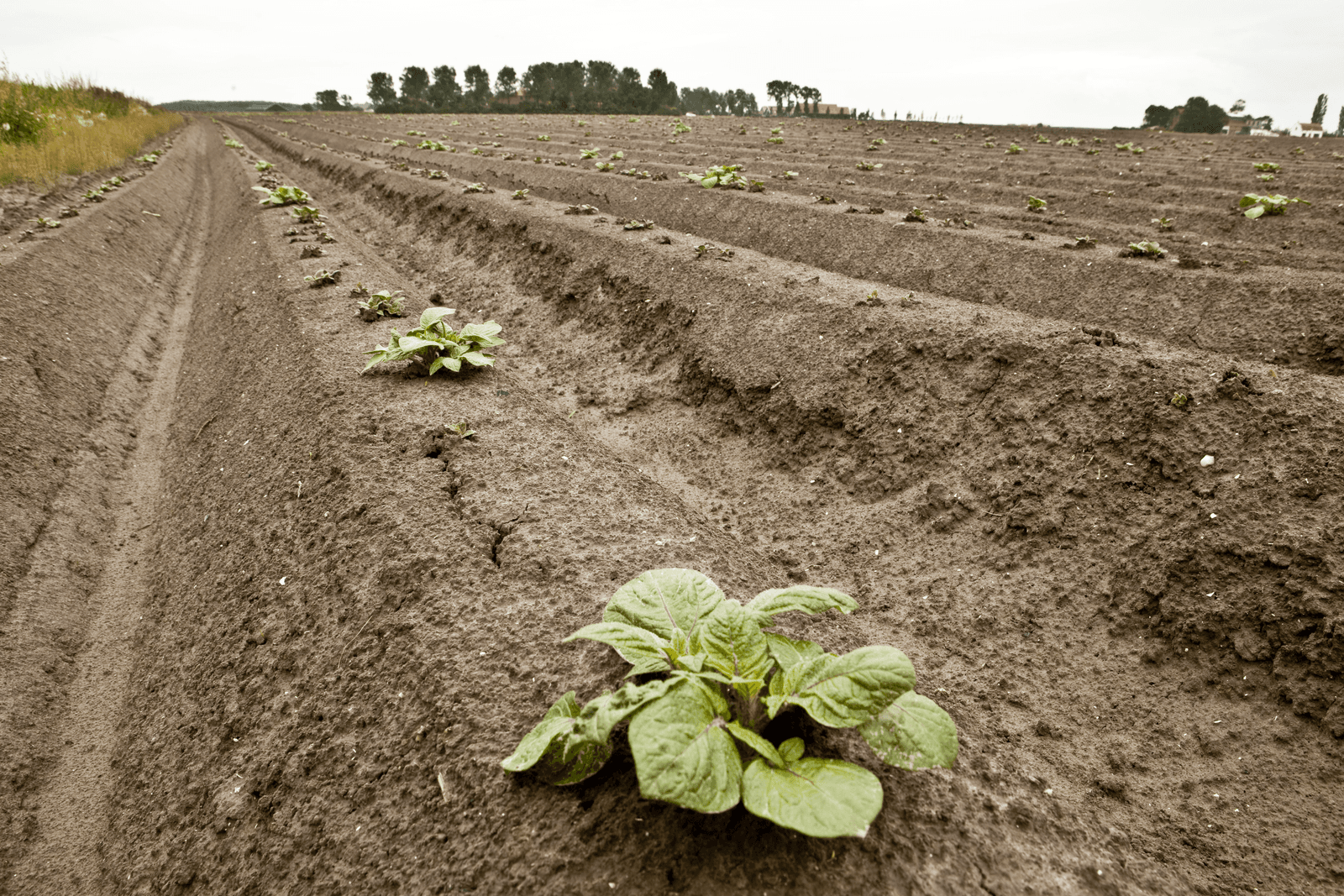 Weinig bijgroei Agria - Foto: Koos Groenewold