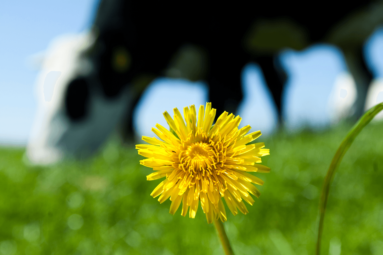 Niche-melk op wereldschaal bedenken - Foto: ANP