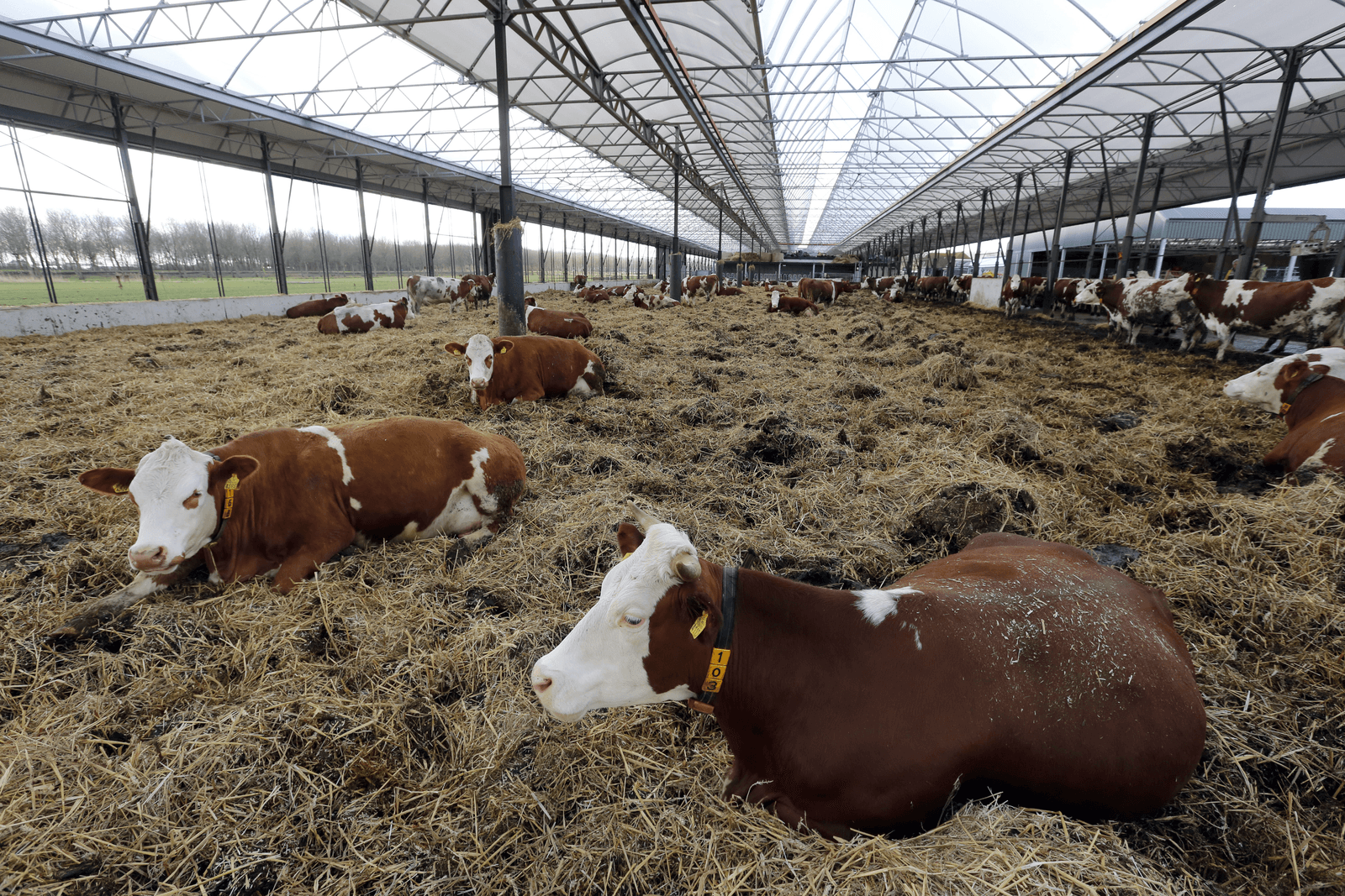 Meeste biologische bedrijven in Dronten - Foto: Roel Dijkstra