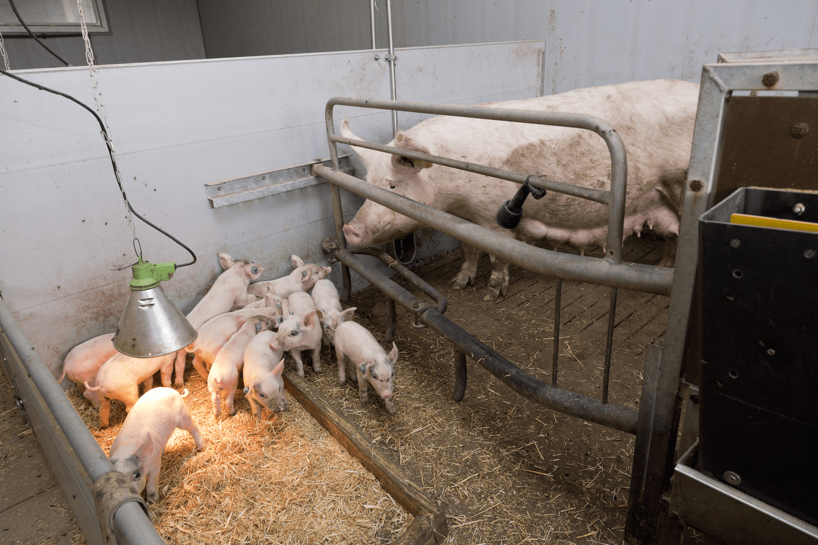 De stemming onder varkenshouders over de situatie in de sector is spectaculair verbeterd. Maar de sector moest dan ook van ver komen. Ook nu nog is slechts een kleine meerderheid positief over de huidige bedrijfssituatie. <br /><em>Foto: Bart Nijs</em>