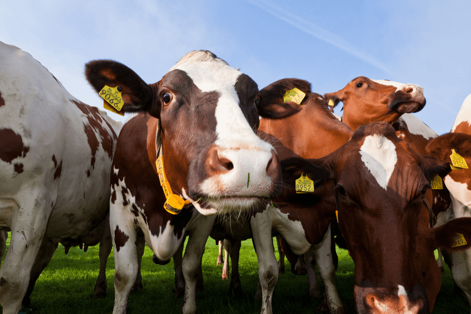 Niet nóg meer regels voor melkveehouderij - Foto: Joris Telders