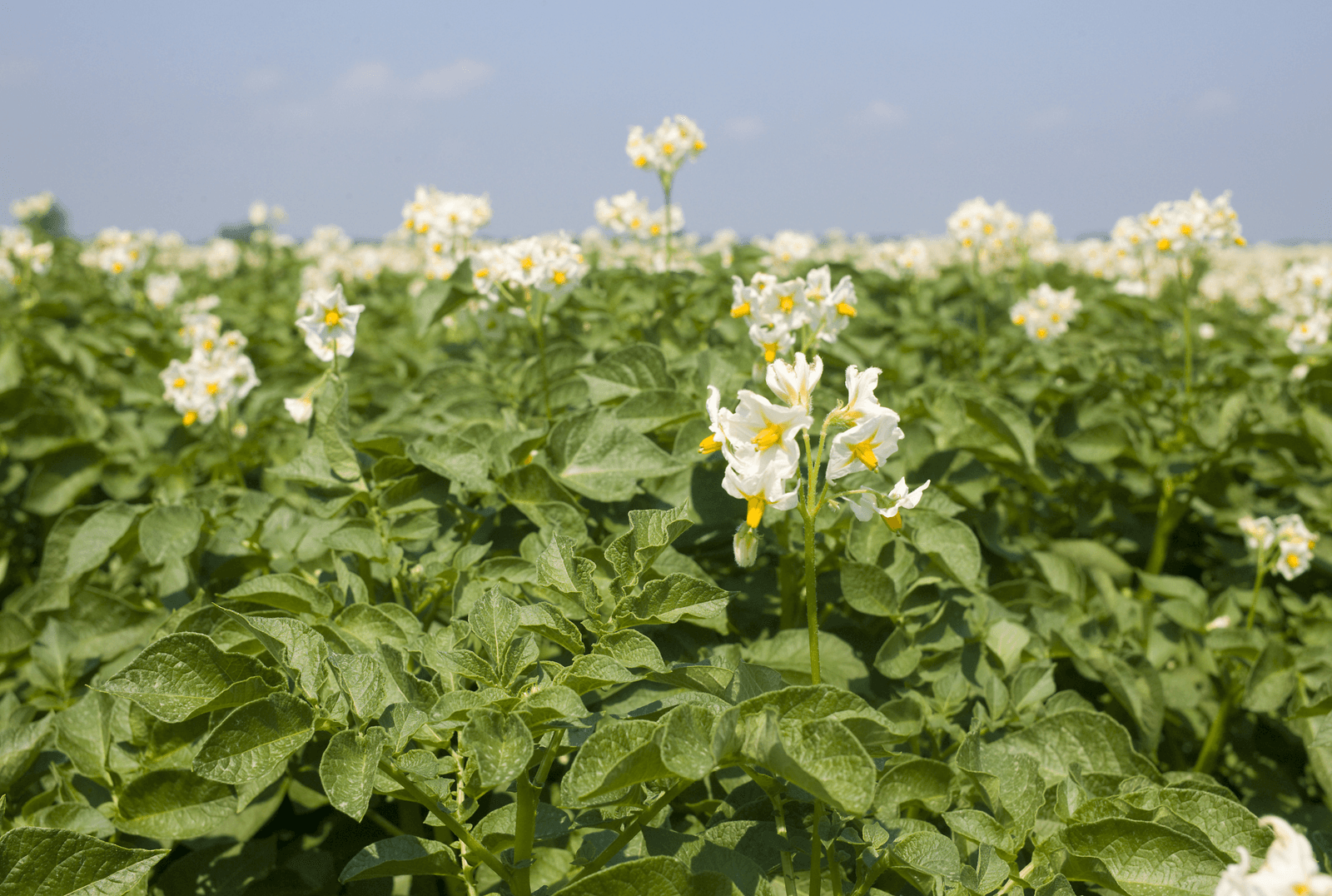 Aardappelras Sinora haalt achterstand in - Foto: Erik van der Burgt